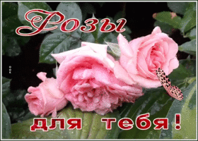 Открытка замечательная открытка с розами