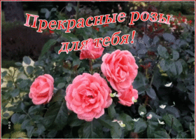 Картинка живая открытка с розами