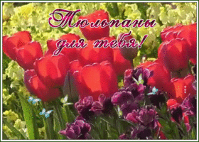 Картинка живая открытка с тюльпанами