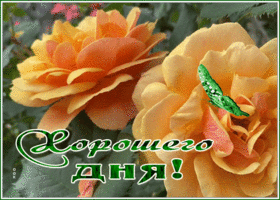 Picture живая открытка хорошего дня с оранжевыми розами